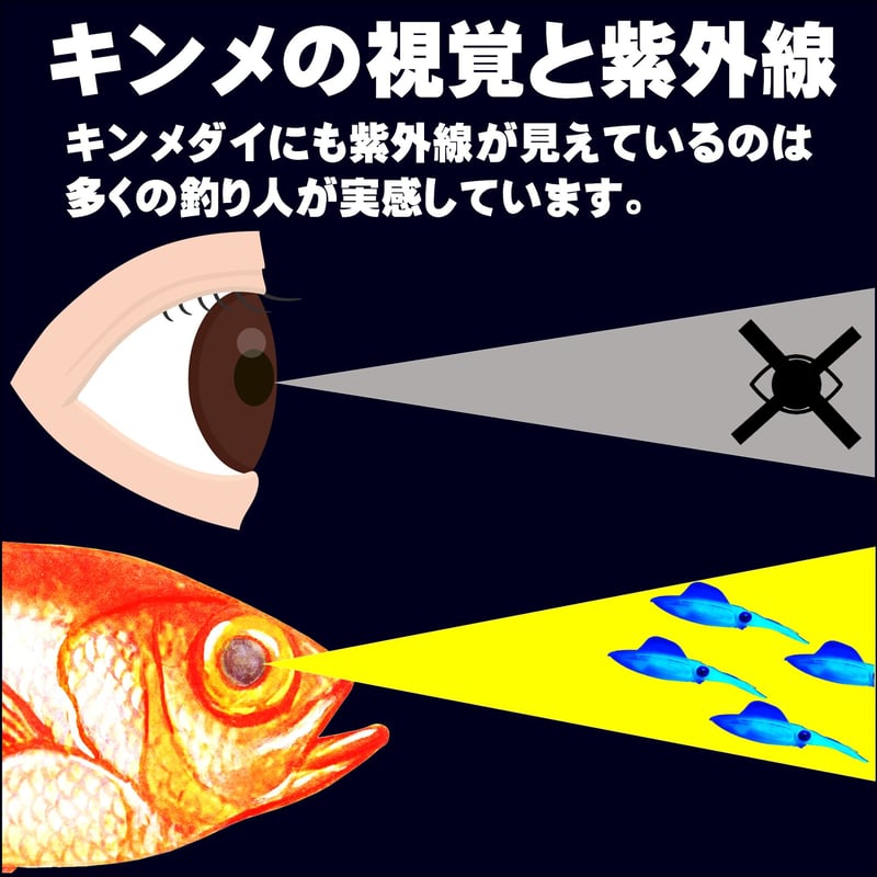 キンメダイ 仕掛け キンメ仕掛け 蛍光目玉付き ケイムラパープル