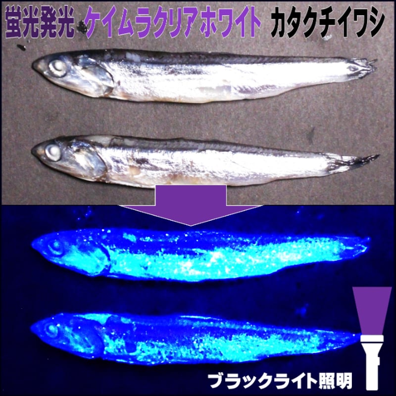 釣り餌 セグロイワシ 片口イワシ 背黒イワシ アミノ酸 激臭にんにく