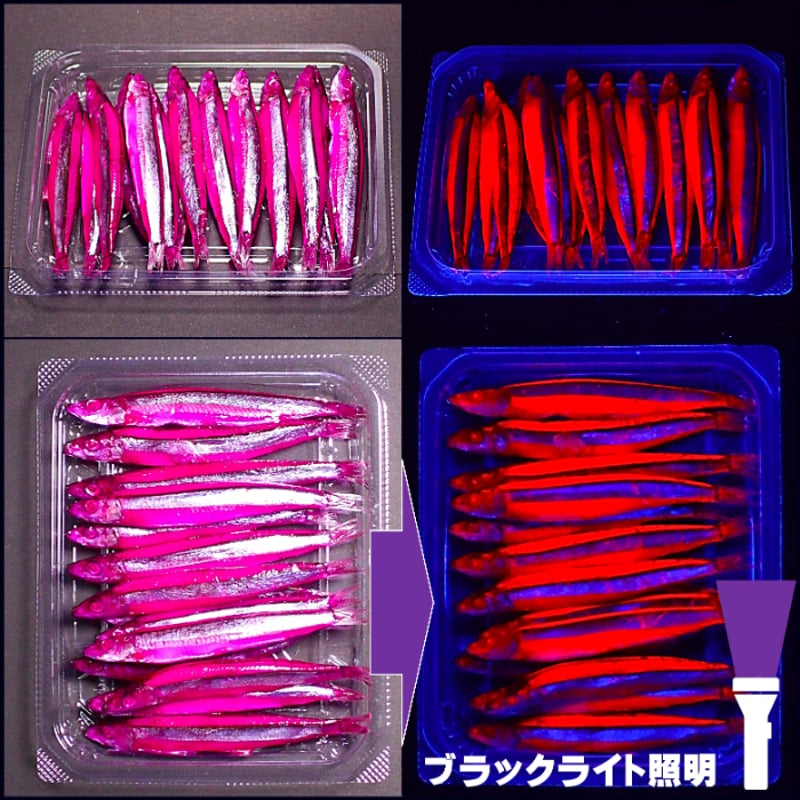 釣り餌 キビナゴ 餌 アミノ酸アラニン・激臭にんにく・甘味料水飴配合