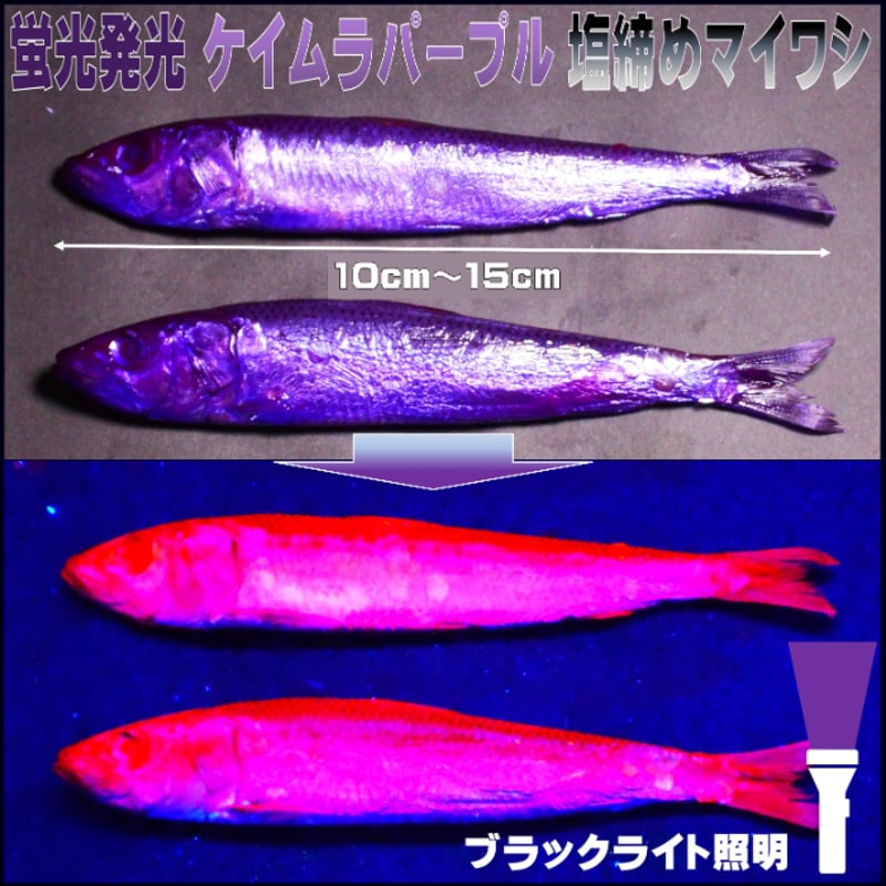 テンヤタチウオ 餌 テンヤ太刀魚 仕掛け 激臭にんにく アミノ酸配合