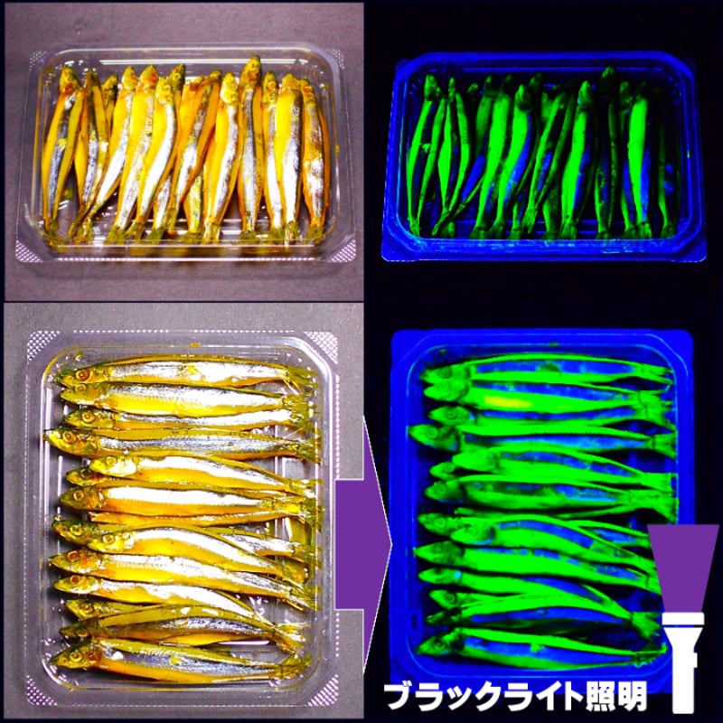 釣り餌 キビナゴ 餌 アミノ酸アラニン・激臭にんにく・甘味料水飴配合