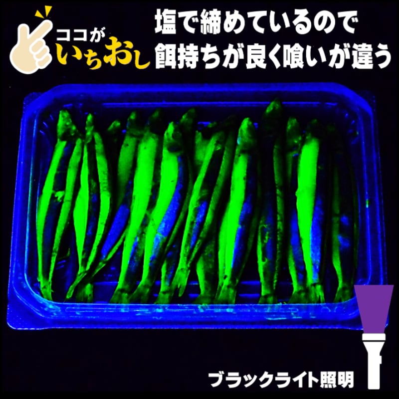 釣り餌 キビナゴ 餌 アミノ酸アラニン・激臭にんにく・甘味料水飴配合
