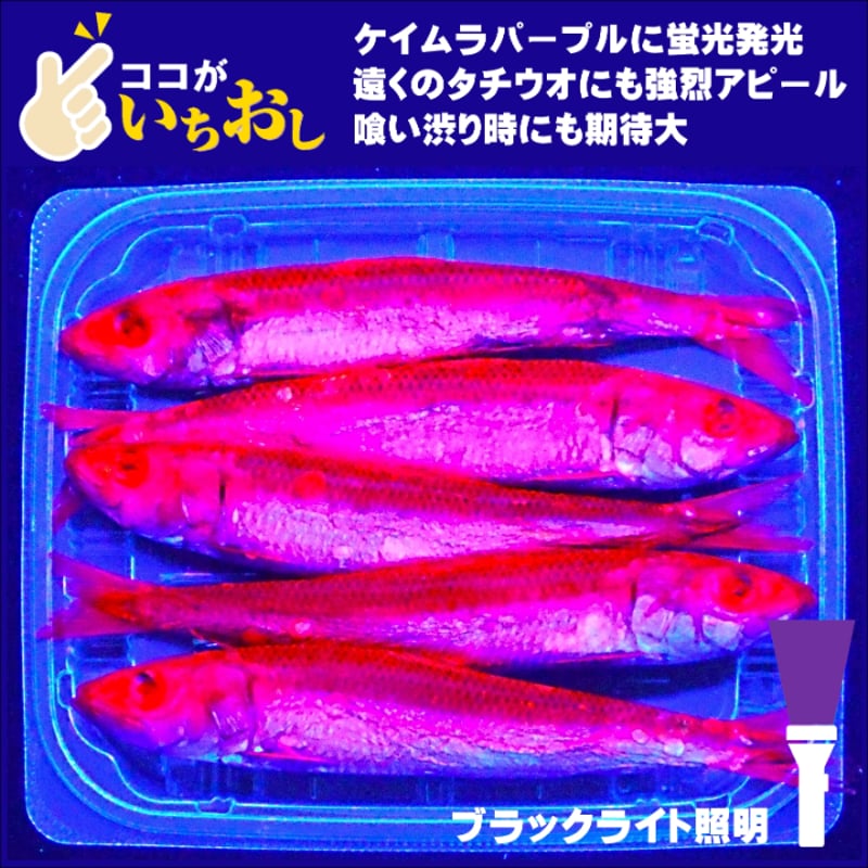 テンヤタチウオ 餌 テンヤ太刀魚 仕掛け 激臭にんにく アミノ酸配合