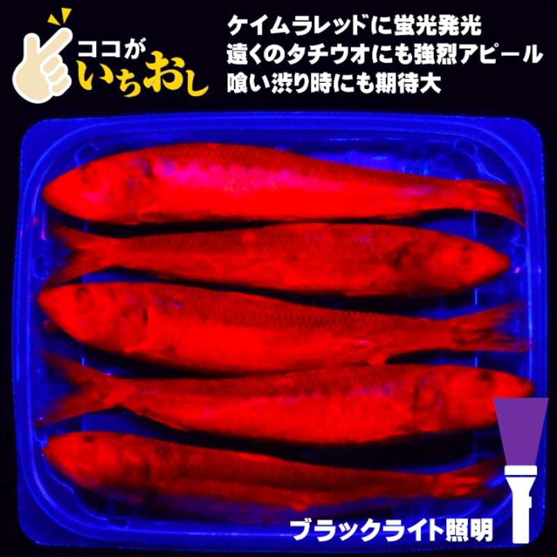 テンヤタチウオ 餌 テンヤ太刀魚 仕掛け 激臭にんにく アミノ酸配合