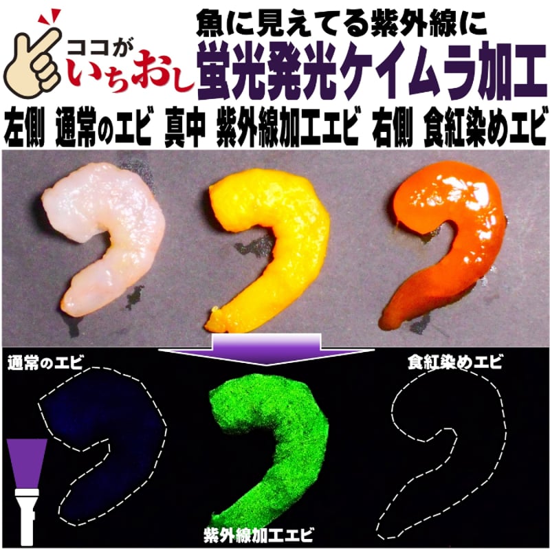 集魚剤 紫外線加工液 海上釣堀 エサ 徳用 つけエサ用 ケイムラ 濃縮