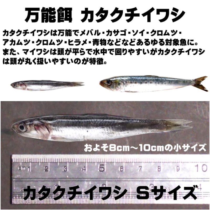 釣り餌 セグロイワシ 片口イワシ 背黒イワシ アミノ酸 激臭にんにく