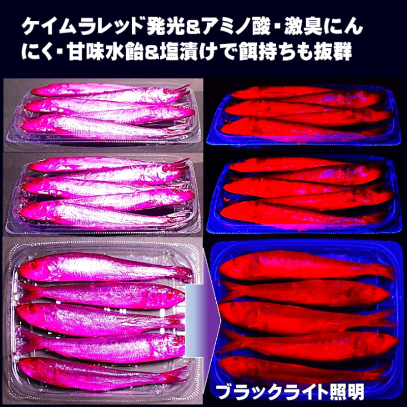 テンヤタチウオ 餌 テンヤ太刀魚 仕掛け 激臭にんにく アミノ酸配合