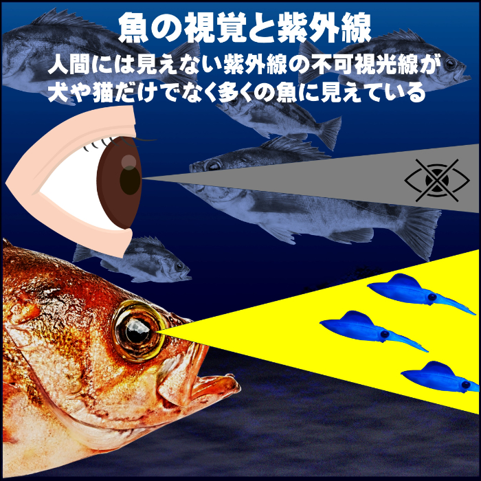 深海竿　ハチメ　沖メバル釣り カスタムロッド製作 舞網工房 / 沖メバルロッド ハチメロッド 沖