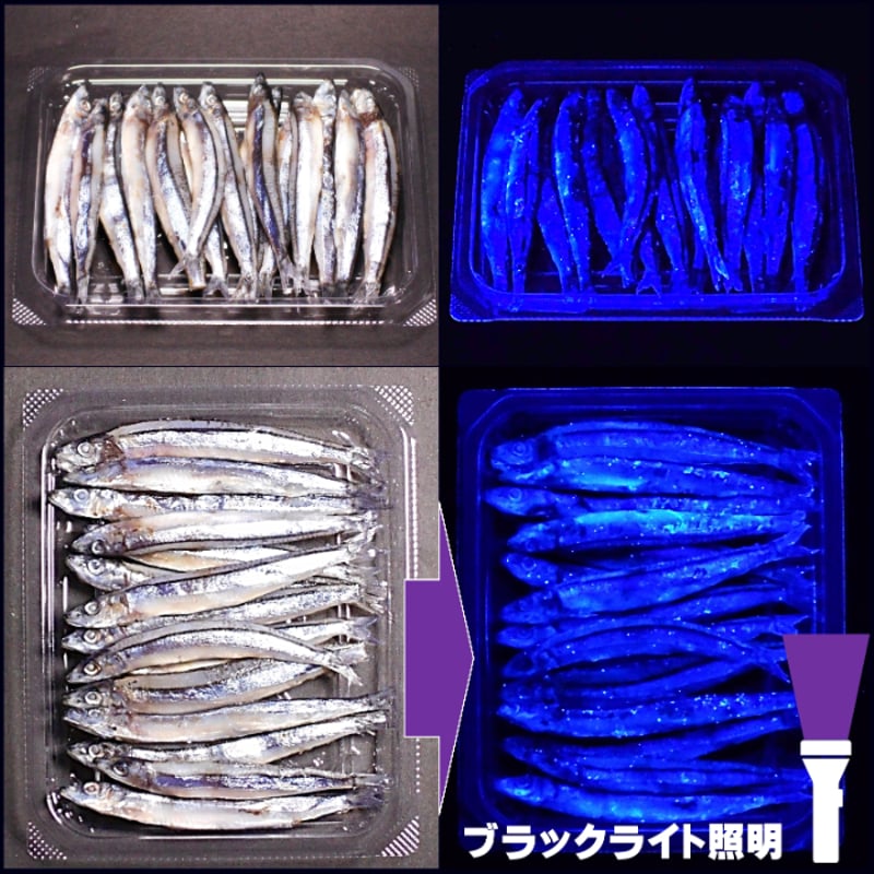 釣り餌 キビナゴ 餌 アミノ酸アラニン・激臭にんにく・甘味料水飴配合