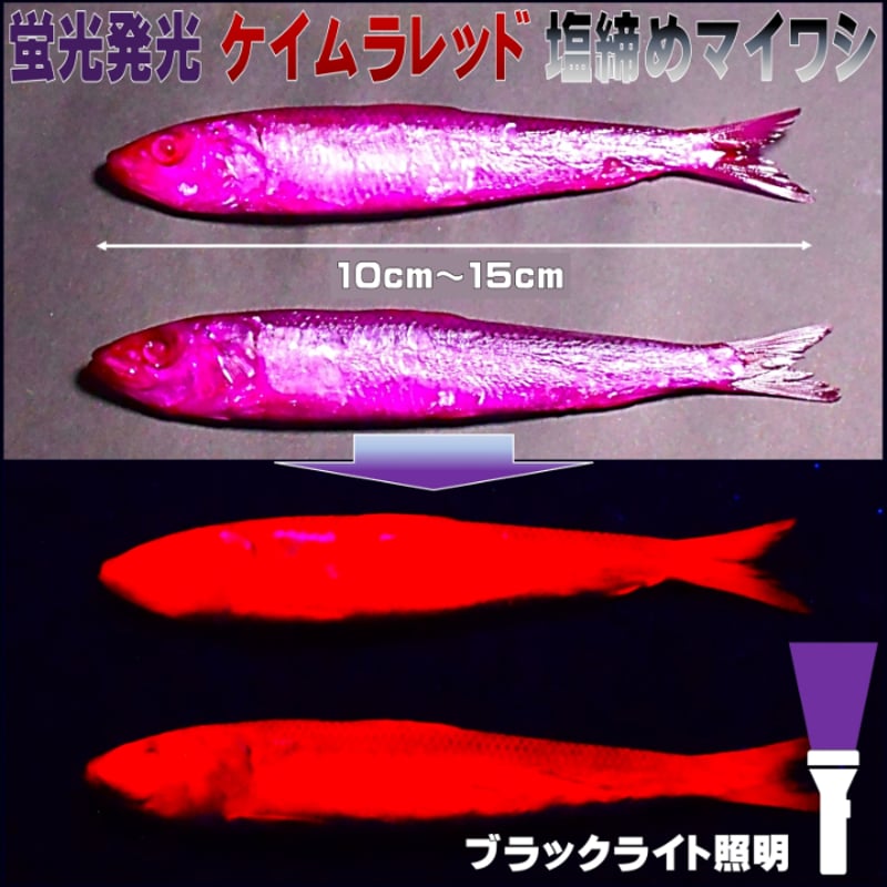 テンヤタチウオ 餌 テンヤ太刀魚 仕掛け 激臭にんにく アミノ酸配合