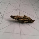 身体と心の自然体研究所
