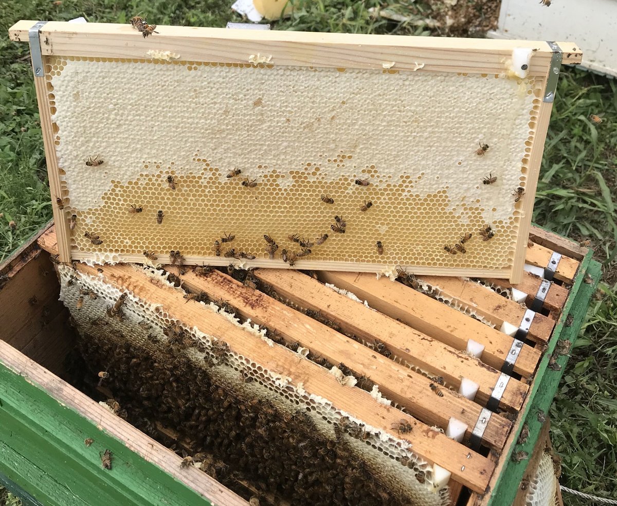 ギフトボックス入り 山の花ハチミツ 200g瓶2本セット