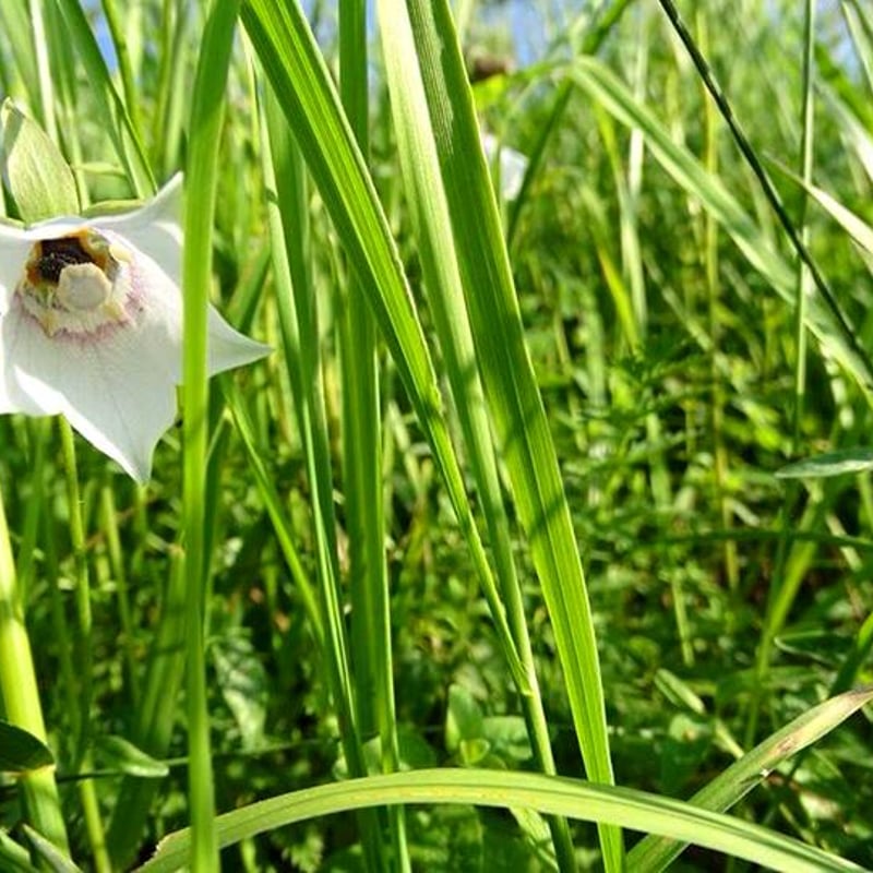 残1✨本日購入森羅万象　天山蜂蜜2個（定価1個16200円、2個32400円！） 公式】森羅万象 天山蜂蜜 100g | 【公式サイト】森羅万象 天山蜂蜜