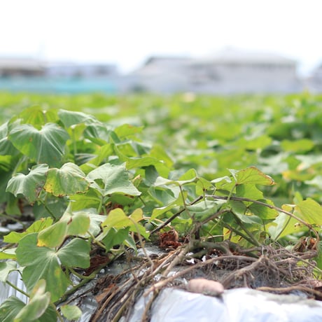 徳島県産なると金時さつま芋チップス　おさっち。プレーン味  　※大袋（300ｇ）