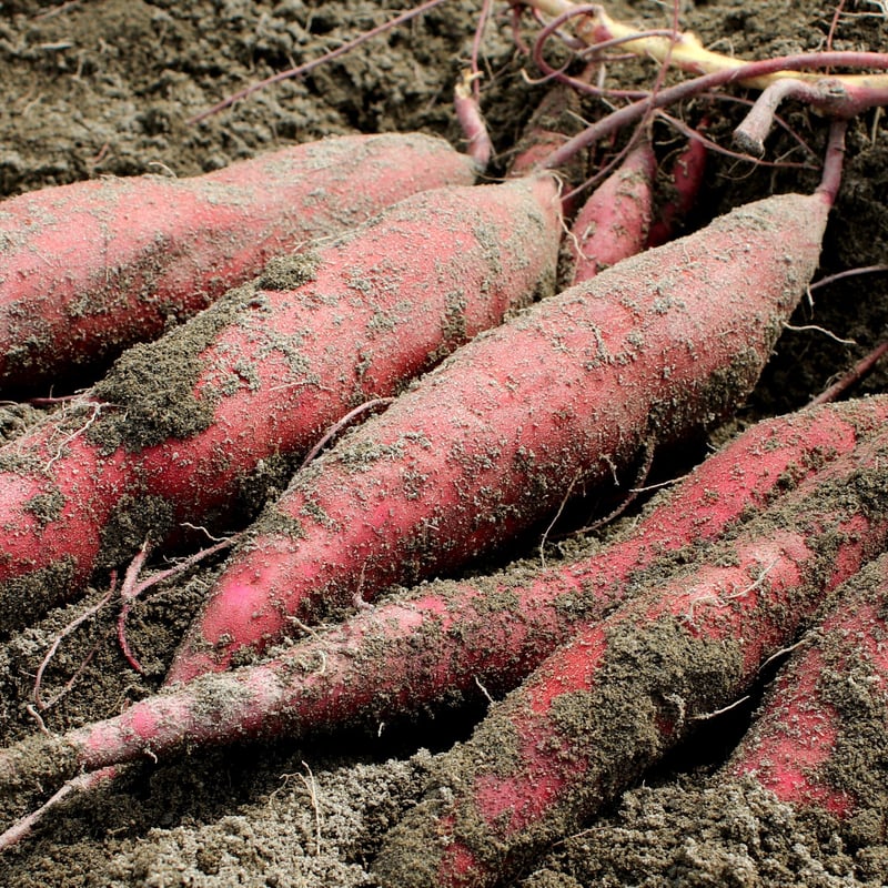 徳島県産なると金時さつま芋チップス おさっち。プレーン味 ※大袋