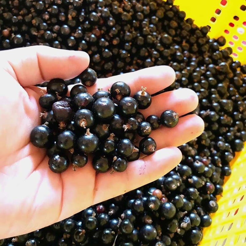 冷凍カシス果実2kg(1kg×2袋 ) | 弘前倉庫株式会社 Good Cassis Store