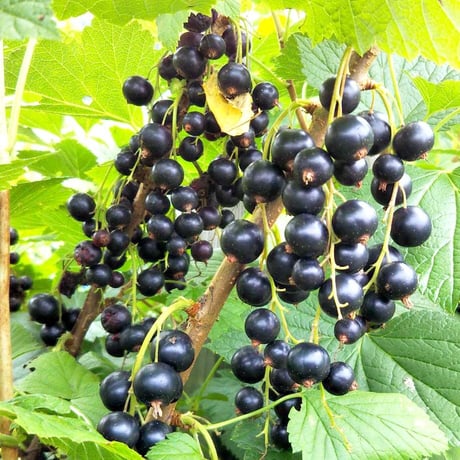 弘前倉庫株式会社 Good Cassis Store