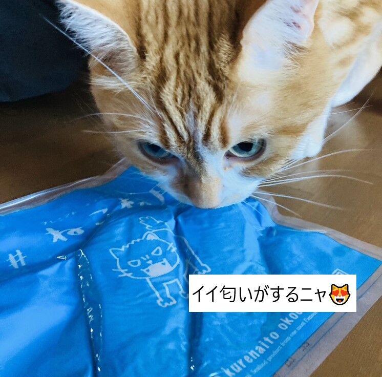 # ねこ様用