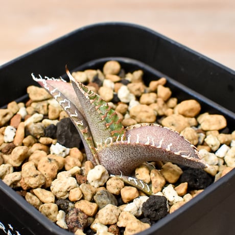 【RAFLUM育成株 5個セット】アガベ Mexico oteroi seeding / オテロイ実生 メキシコ産 【RAFLUM産/実生/子株】B