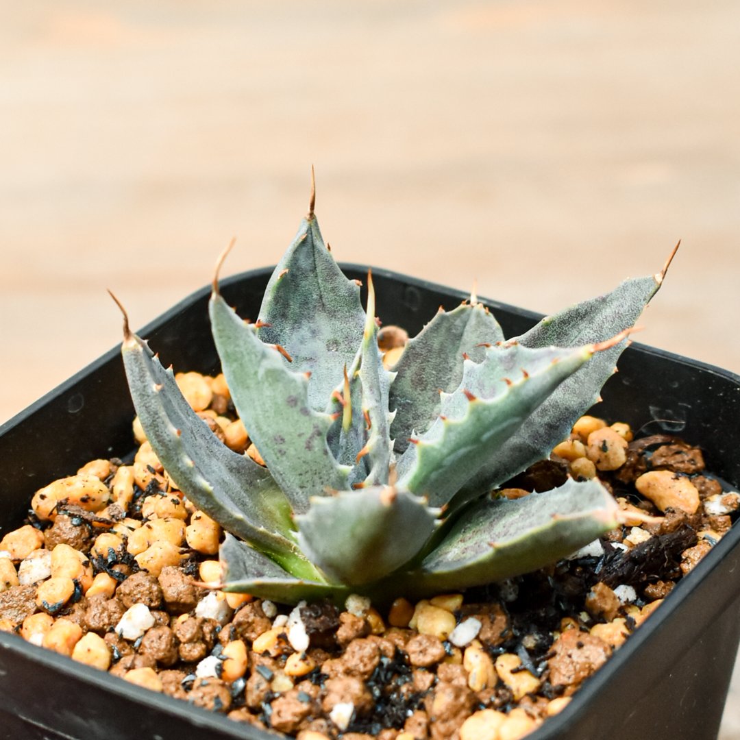 アガベ ハイブリット 