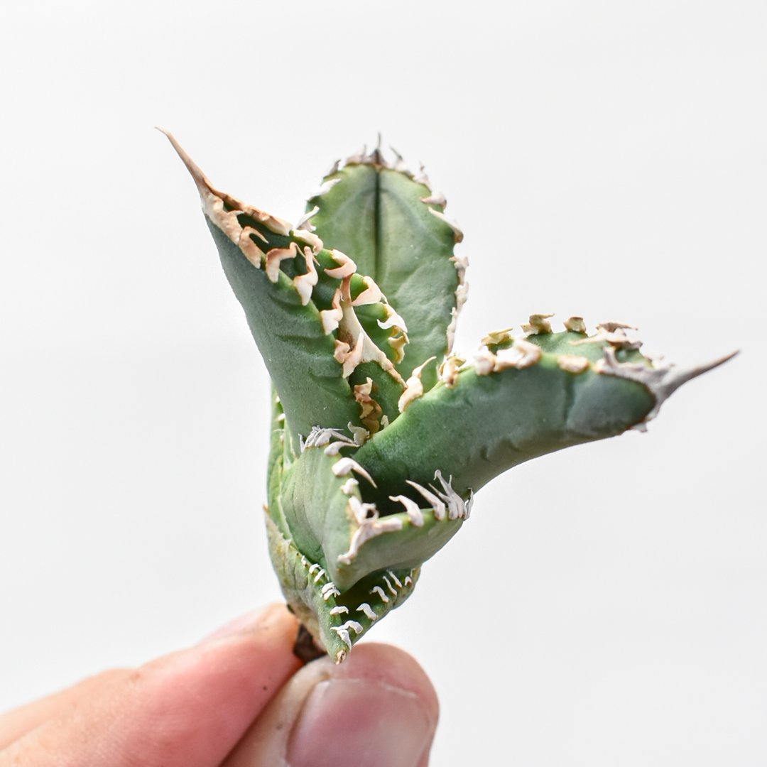 Agave titanota Godzilla　アガベ　チタノタ　ゴジラ Agave Titanota 