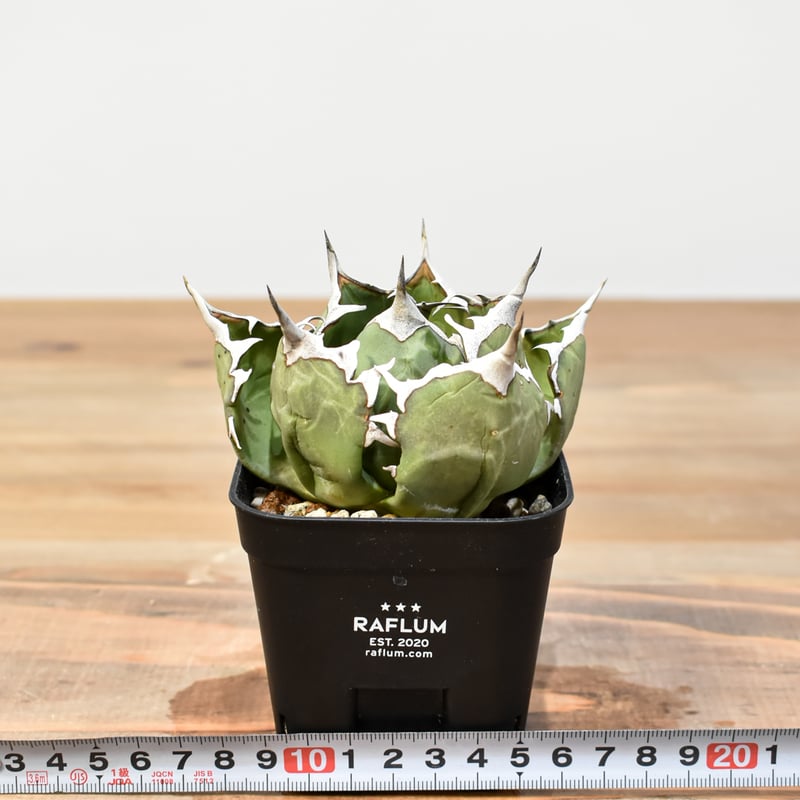 アガベ チタノタ ドワーフ 中株 【公式通販】