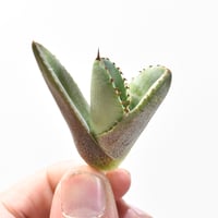 アガベ ユタエンシス エボリスピナ （抜き苗販売）RF22913 | RAFLUM