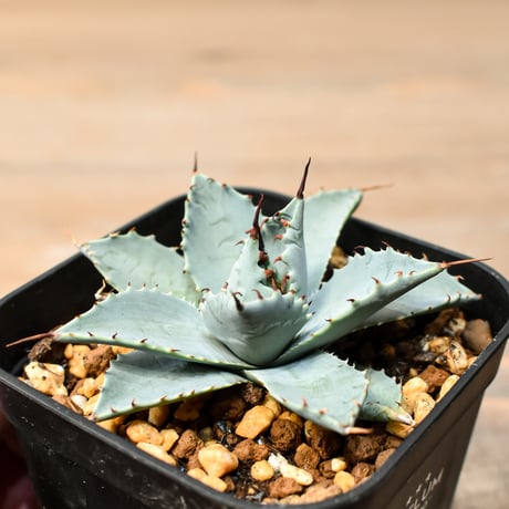 アガベ ハイブリット 日系イシスメンシス×象牙妖炎（陽炎エボリ）【台湾botanical_seeker産】RF25011383