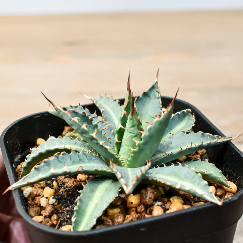 アガベ ハイブリット 