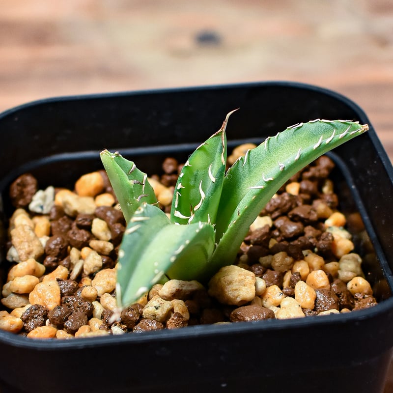 レア株】アガベ チタノタ  