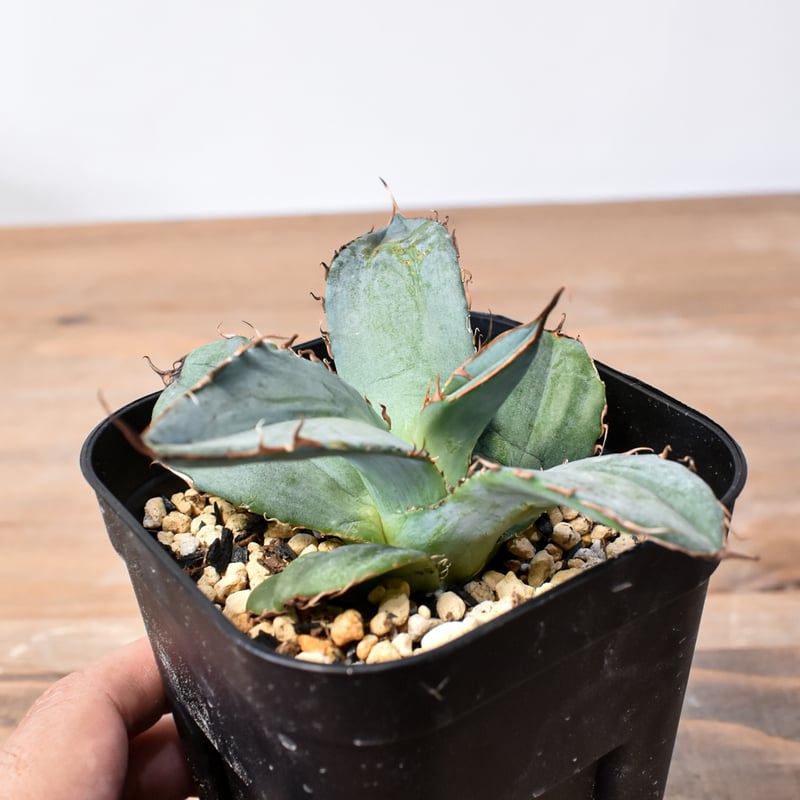 アガベ　チタノタ　大株　国産古株 アガベ 古株