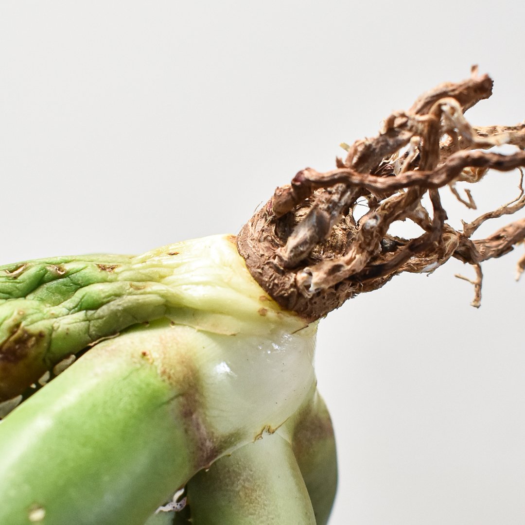 白火焔1苗、BB1苗、黒鯨3苗 根付苗 台湾産正規品 引っ越処分品 アガベ 白火焔1苗、BB1苗、黒鯨3苗 根付苗 台湾産正規品