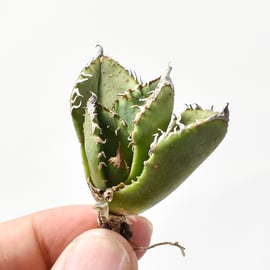 10/31(木)20:00】ブツブツ系の代名詞 麻花龍と、麻花のOC株をお手頃