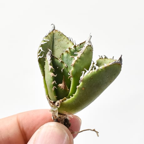 jazzydeez様専用】アガベ 麻花 麻花龍 ぶつぶつ 子株 OC アガベ