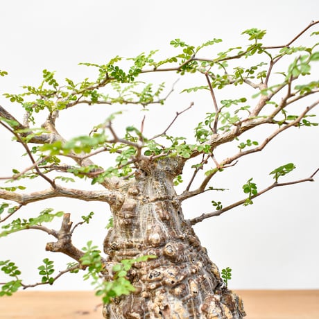 【“WACK” ON YOUR SIDE】オペルクリカリア パキプス WACK-A001