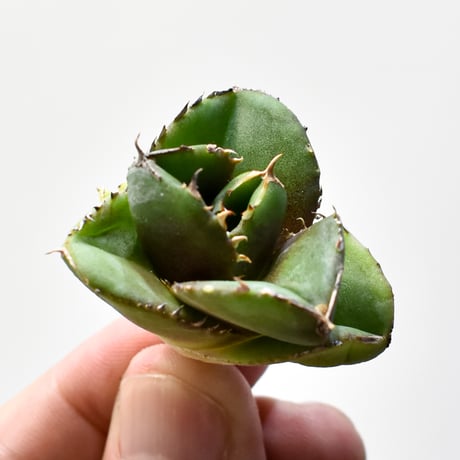 CATEGORY アガベ チタノタ DENNIS達摩 | RAFLUM / ラフラム｜東京、