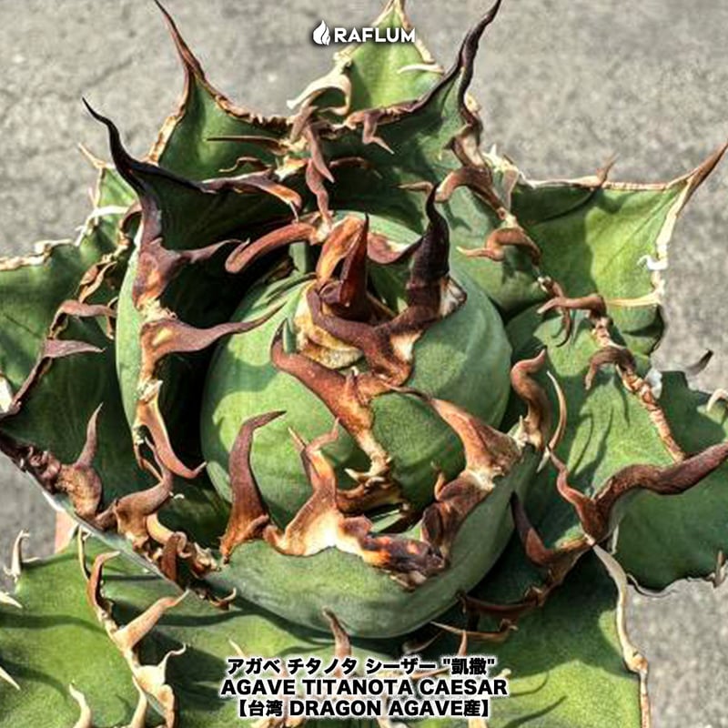 アガベ シーザー lize産 中株 抜き苗 検）ハデス 白鯨 SAD パキプス