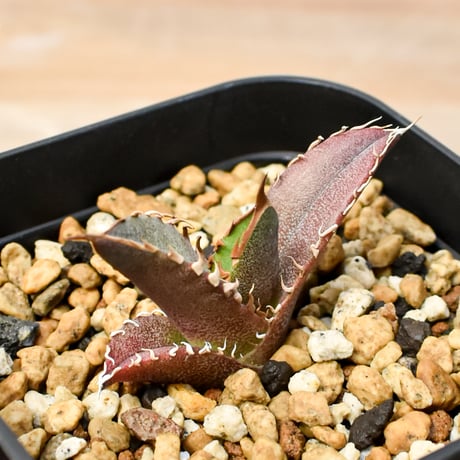 【RAFLUM育成株 5個セット】アガベ Mexico oteroi seeding / オテロイ実生 メキシコ産  【RAFLUM産/実生/子株】E