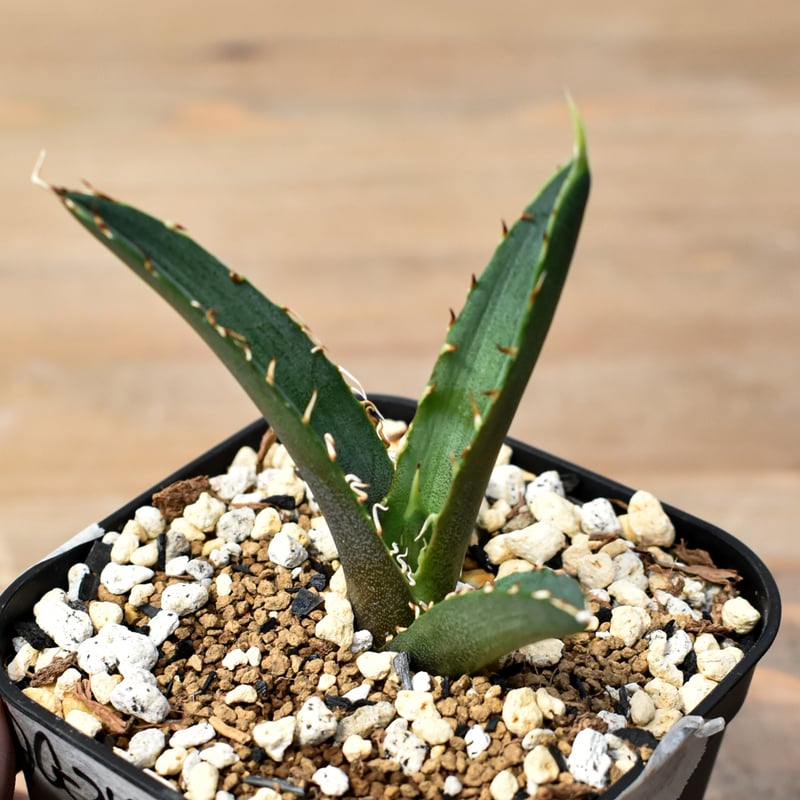 アガベ チタノタ チーター 