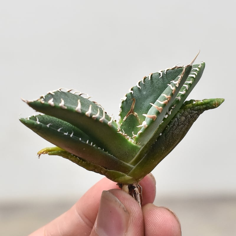 アガベ チタノタ 南アフリカダイヤモンド 