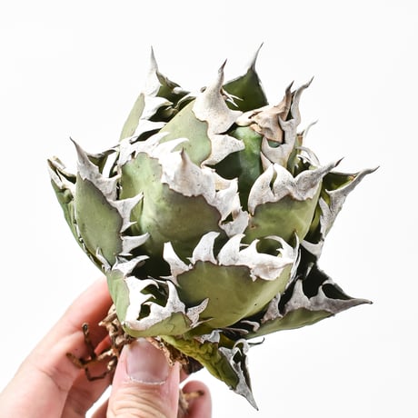 アガベ レッドキャットウィーズル 検索用 ゴリ猫 オテロイ アガベ