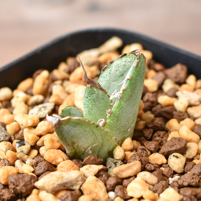 アガベ 　雪豹　子株 アガベ チタノタ 