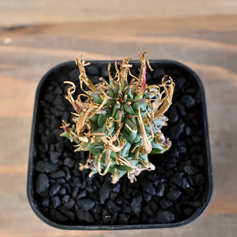 ユーフォルビア スコエンランディ 