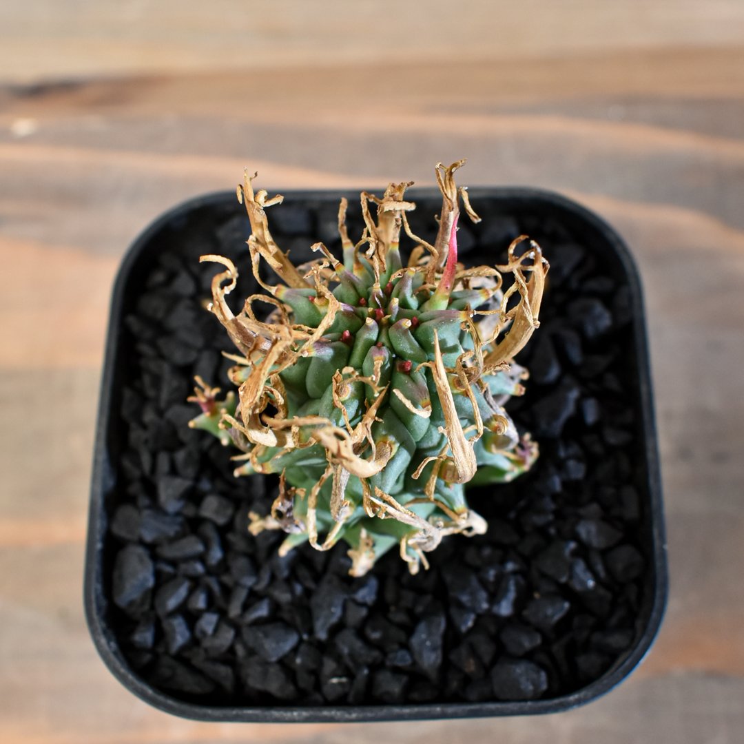 ユーフォルビア スコエンランディ 