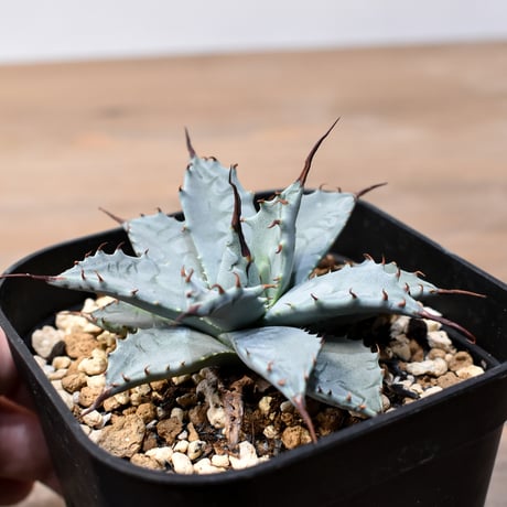 アガベ ハイブリット 日系イシスメンシス×象牙妖炎（陽炎エボリ）【台湾botanical_seeker産】RF25011396