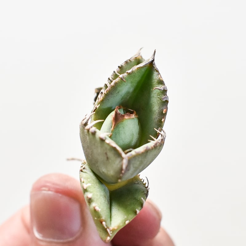 アガベ チタノタ 