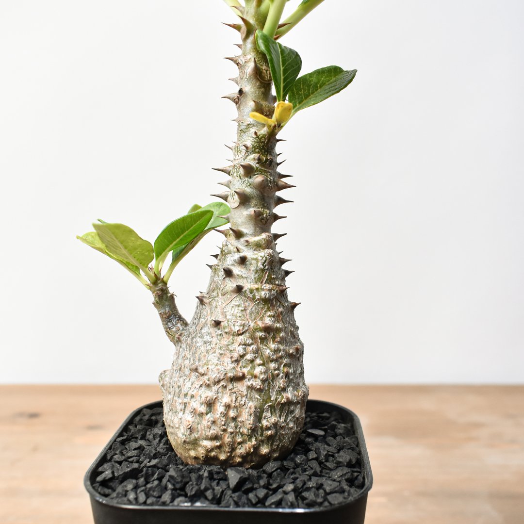 パキポディウム ウィンゾリー 【実生】RFHK25011483 | RAFLUM