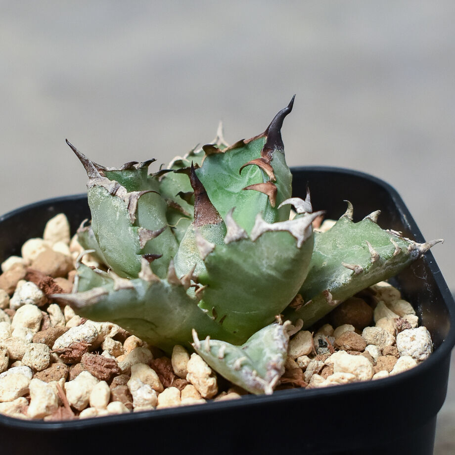 アガベ チタノタ cjSpecial 大白鮫タイプ アガベ チタノタ fo076