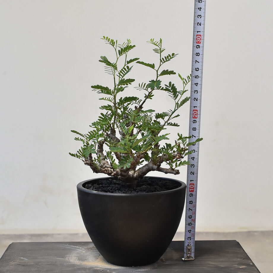 センナ メリディオナリス （発根済み） RF231714(T) | RAFLUM / ラフラ