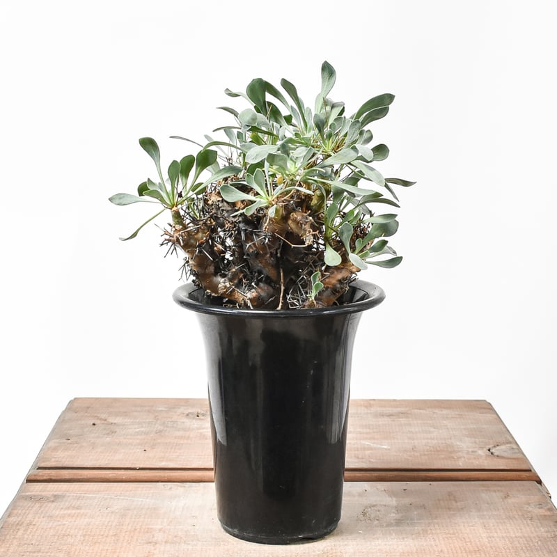 発根済 現地株 オトンナユーフォルビオイデス 黒鬼城 現地球 【公式通販】